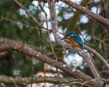 Eisvogel