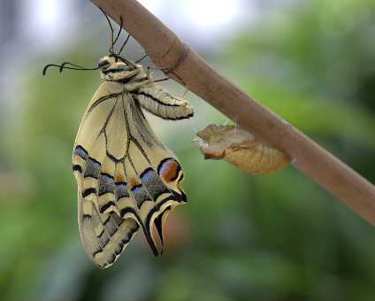 Schwalbenschwanz Schmetterling